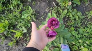 ДОЖИЛИ, УЗНАЛА что стала ПОСТОРОННЕЙ😲 ПРИШЛОСЬ встать РАНО🤪