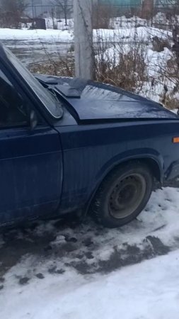 7ка живая