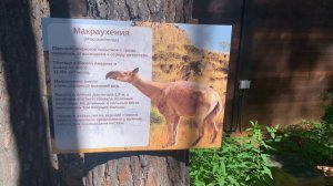 Нина в Ледниковом периоде