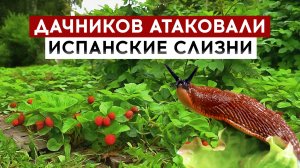 Дачников атаковали испанские слизни