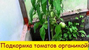 Подкормка томатов органикой