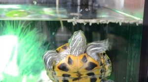 Основы содержания красноухих черепах, часть 5