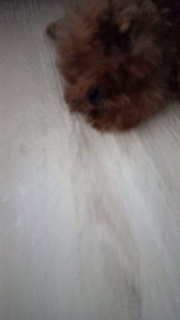 собачка