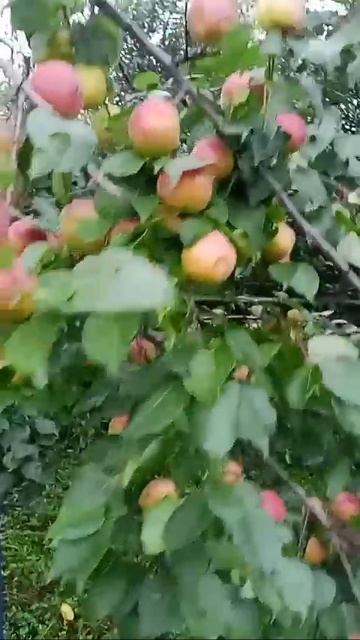 Первый урожай смотреть онлайн