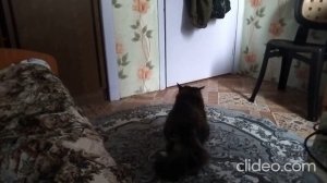 Кот Марс. Перекус боевого кота и мурлыки.