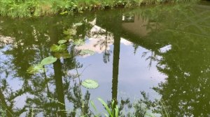 Отправил в пруд водный гиацинт