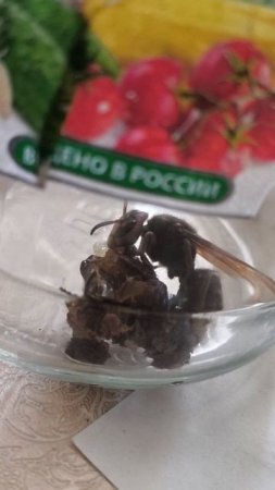 продолжение пойманного шершня