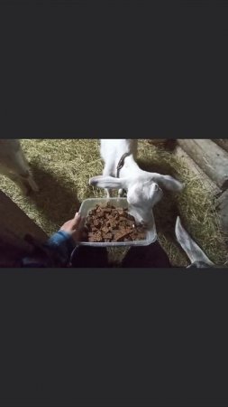 Банда кушает 🤔🤔🤔а некоторые только думают.
