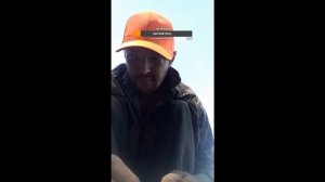 Стрим с полей! щипаю дичь. отохотился по перепелу