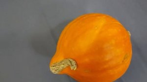 Готовые ТЫКВЫ, (4)