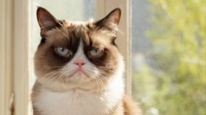 Когда коты начинают разговаривать… мир уже никогда не будет прежним! 🤯