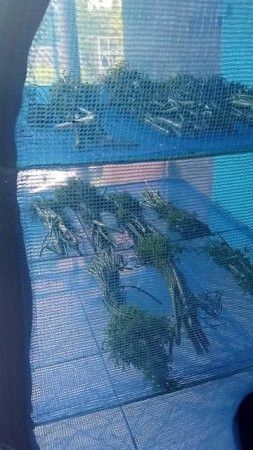 Сушилка для овощей и зелени