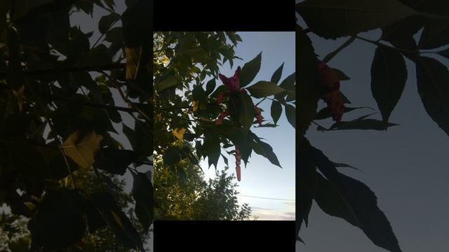 Гуляем с клубникой  фоточки