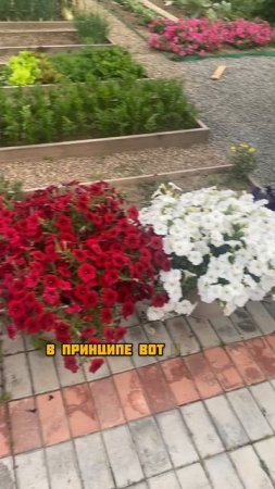 Секрет петуний
