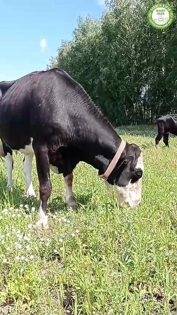 Кажется, что корова ест все подряд, но это не так.
Корова  разборчивый и внимательный "гурман"