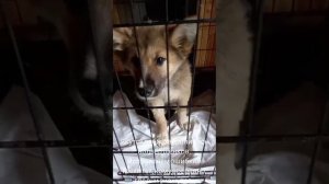02-07-2025ппбж Якутска забрали весь вольер