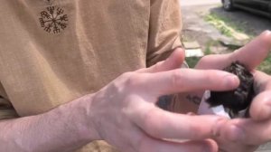 Кормление стрижа мраморными тараканами