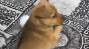 СЕМЬ УТРА , а МЫ УЖЕ на НОГАХ и про ДИКИХ 🐶