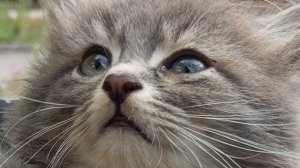 24 часа с котятами!