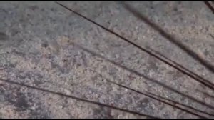 Морской ёж! Видео.