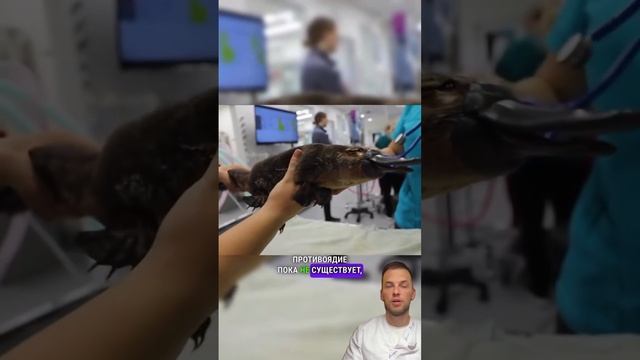 Для тех, кто сомневается в том, что в древности на Земле проводились генетические эксперименты