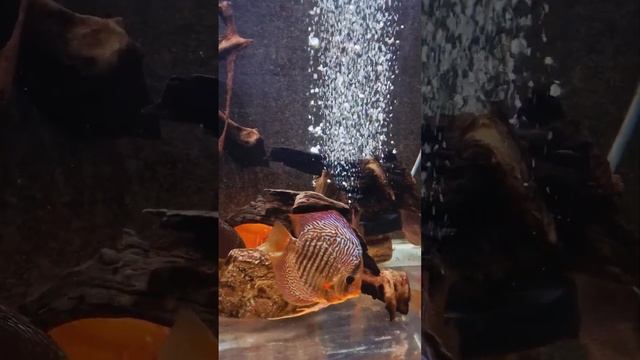 Эту рыбу можно приехать и купить!