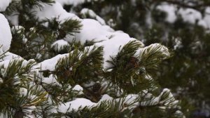 Ощущение, что природа играет на собственных инструментах - ICE temple -- HoliznaCC0 -- ChipTunes