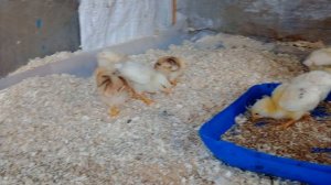 цыплята растут.