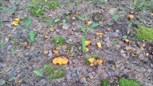 Полянка лисичек, видно что грибами питались животные либо птицы.