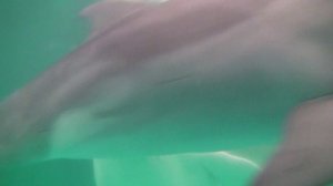 Delfinarij_mp4_hd1080p