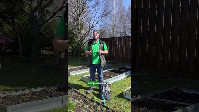 Сорняки и как с ними бороться: портулак, мокрица, одуванчики #сад #дача #garden #огород #shorts