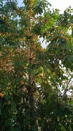 Янтарная черешня
