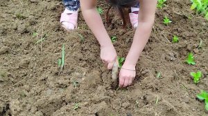 Показ посадки саженцев и кобачок(обычный день в огороде)
