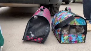 Спасли кошек из дома на Бограда