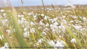 Пейзажи зовут забыть о мире под этот саунд - Loin Cloth -- New Millennium String Ensemble -- NMSE 2