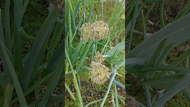 Созрели семена лука.
