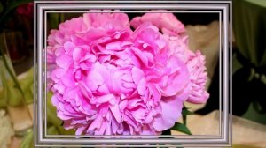 Пионы — цветы богатства и красоты. Самые красивые пионы. В Китае его называют «царём цветов». 牡丹