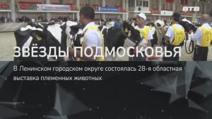 ЗВЁЗДЫ ПОДМОСКОВЬЯ