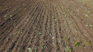 20.05.25 Воронежская область "Семеноводческое Хозяйство"