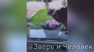 Дикий смех: звери и люди без тормозов! 😂 [Выпуск №3]