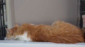 Кошачий босс Босфора (2025 год)