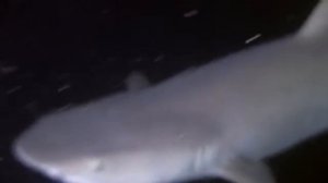 Подводный мир морей и океанов.
