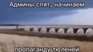 Пропаганда тюленей