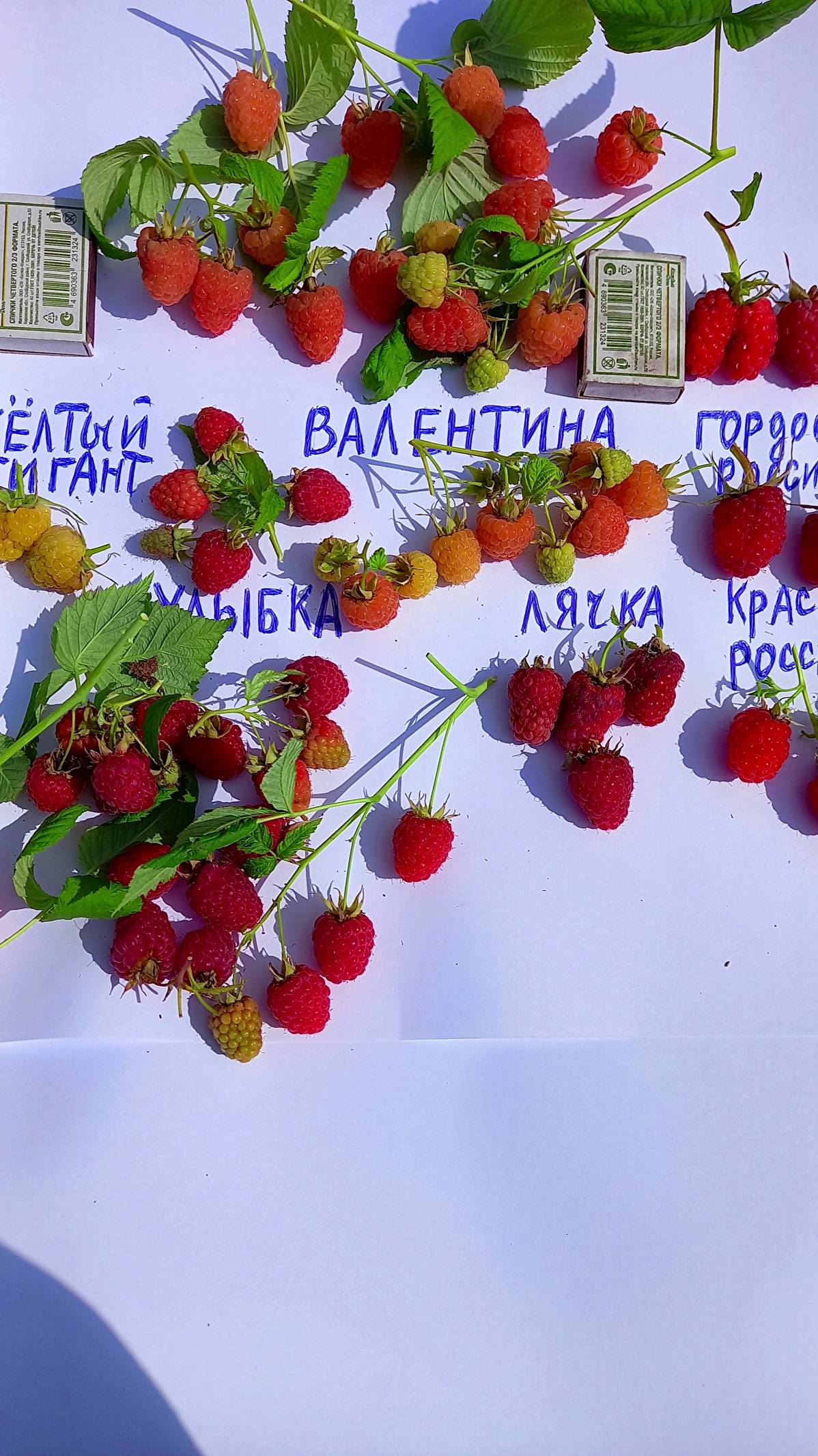 МАЛИНА ВАЛЕНТИНА
