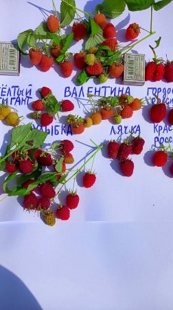 МАЛИНА ВАЛЕНТИНА