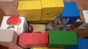 хомяк ТЕРМИ проходит небольшой лабиринт
