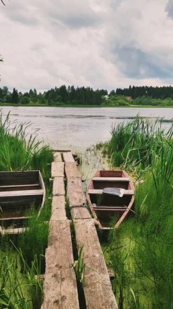 Восхищаться природой #природа #лес #лето