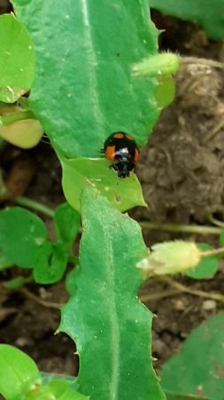 Божья коровка двухточечная (Adalia bipunctata)