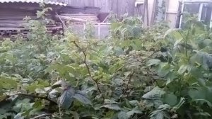 много коров в деревнях было