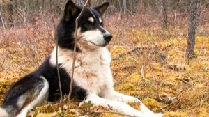 Лайки Якутии